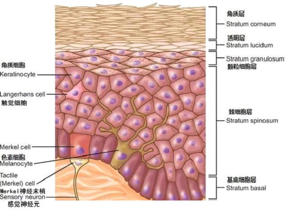 孚立美乳膏是如何淡化皮肤色素的？
